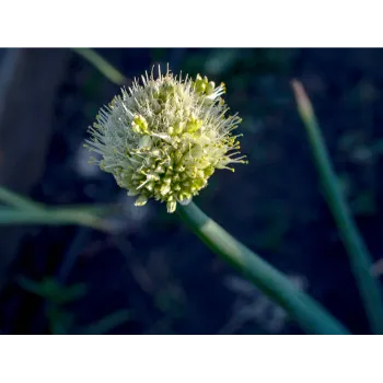 Rare Arali Flowers